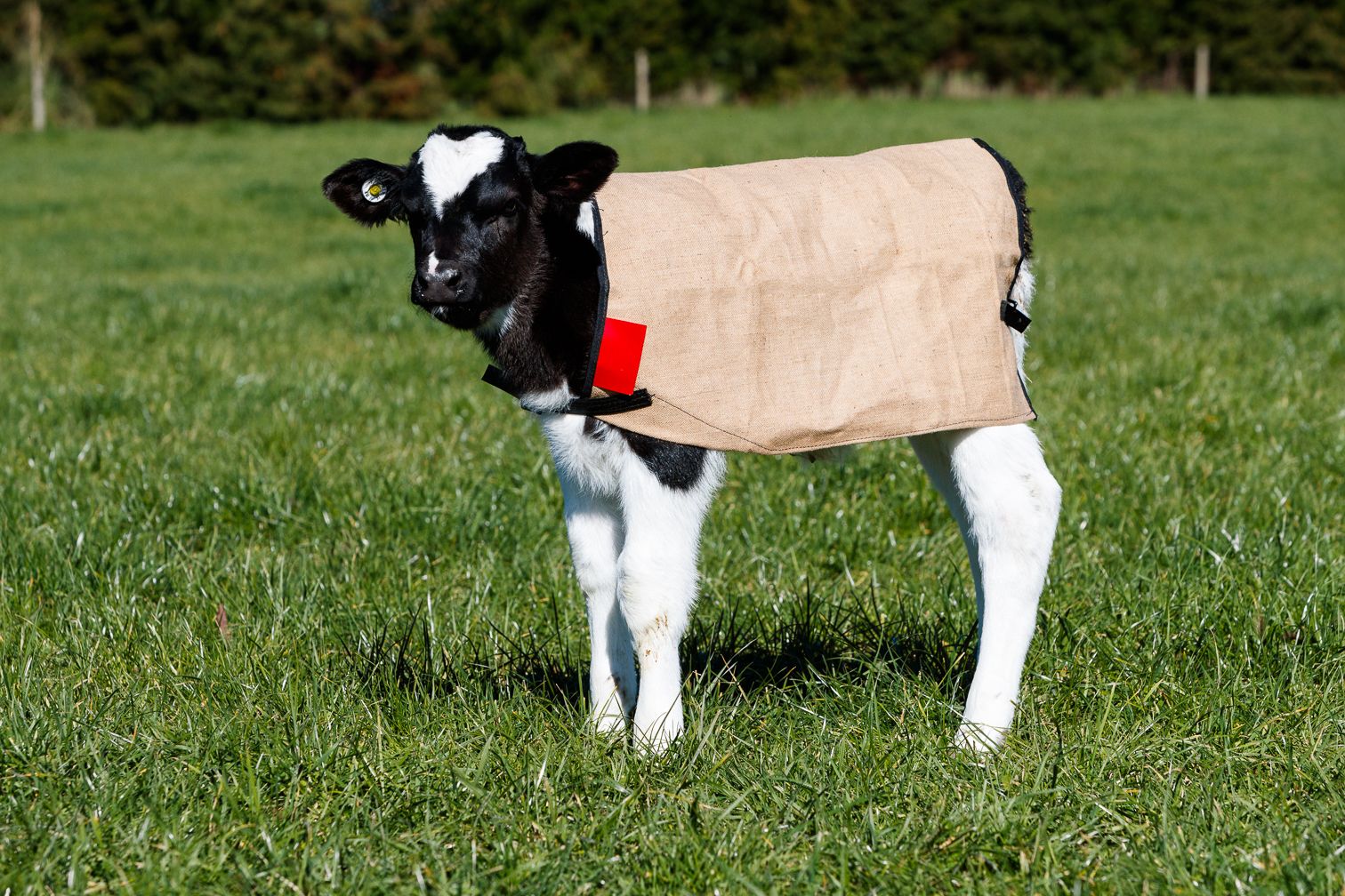 Yearling_Covers.jpg