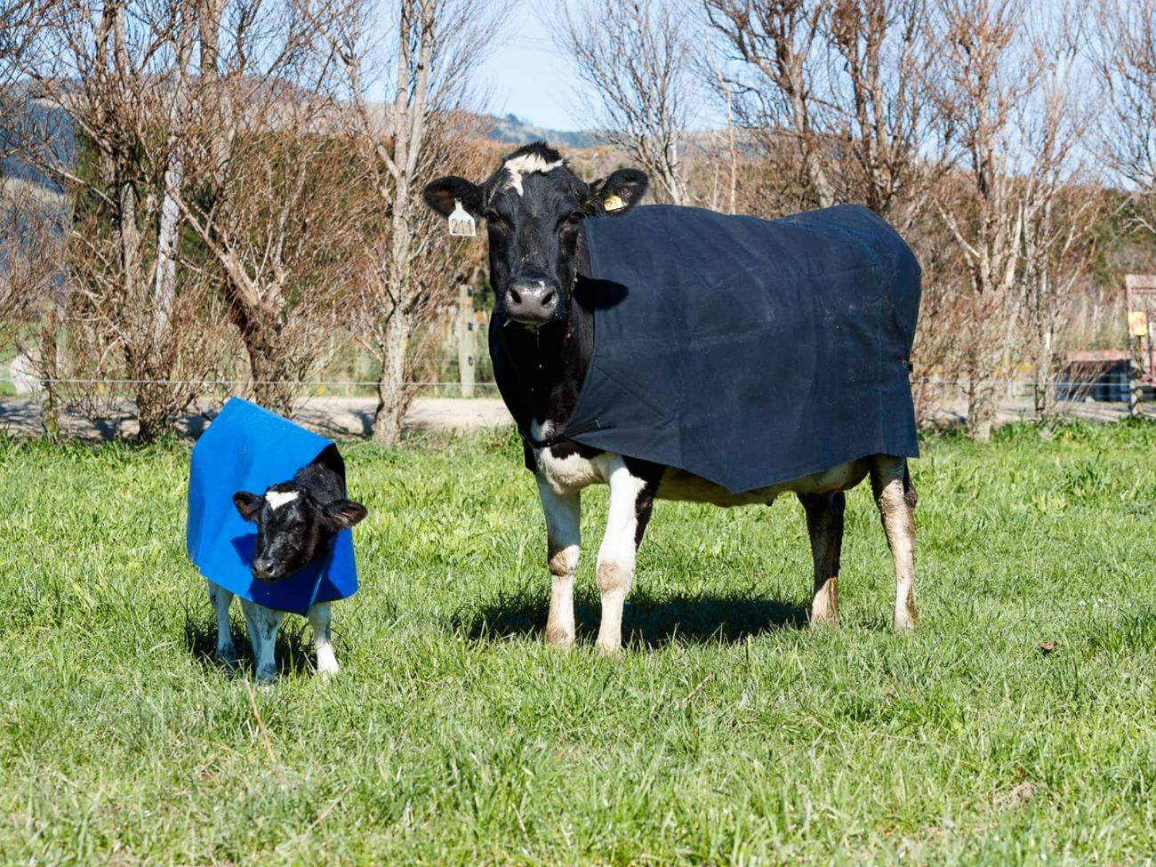 Cow with calf wearing covers. Click to visit our online store.