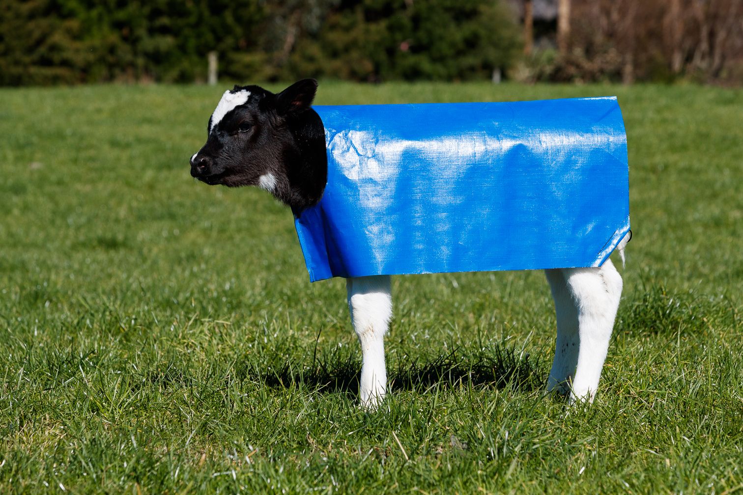 Calf_Covers.jpg
